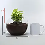 Syngonium Plant For Birthday Special