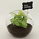Syngonium Plant For Birthday Special