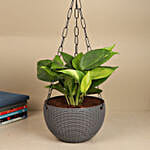 Tropical Basket Harmony Money Plant