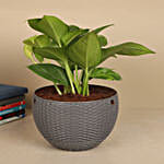 Tropical Basket Harmony Money Plant