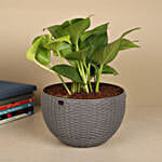 Tropical Basket Harmony Money Plant