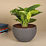 Tropical Basket Harmony Money Plant