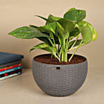 Tropical Basket Harmony Money Plant