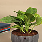 Tropical Basket Harmony Money Plant