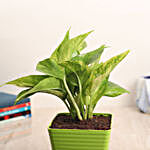 Money Plant In Sleek Green Pot