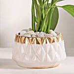 Peace Lily Retreat
