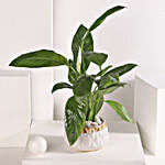 Peace Lily Retreat