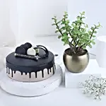 Good Vibes Plant & Cake Combo