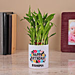 2-Layer Bamboo Plant in a White Ceramic Pot