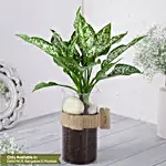 Green Aglaonema Plant In Pebbled Jar
