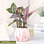 Pink Fortune Aglaonema Plant