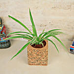 Spider Plant In Earthy Cork Pot