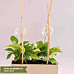 Money Plant In Wooden Base With Light Buntings