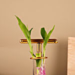 Bamboo Plant in a Transparent Glass Test Tube Vase
