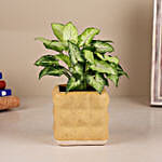 Green Syngonium Plant In Aesthetic Ceramic Pot