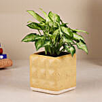 Green Syngonium Plant In Aesthetic Ceramic Pot