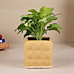 Green Syngonium Plant In Aesthetic Ceramic Pot