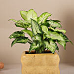 Green Syngonium Plant In Aesthetic Ceramic Pot