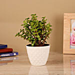One Jade Plant in Diamond Pot