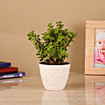One Jade Plant in Diamond Pot