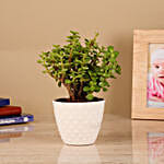 One Jade Plant in Diamond Pot