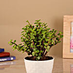 One Jade Plant in Diamond Pot