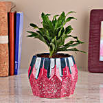 Dracaena Plant In Tropical Colourful Pot