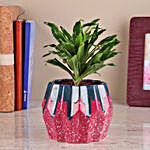 Dracaena Plant In Tropical Colourful Pot