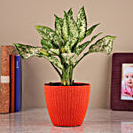 Green Aglaonema Plant In Orange Turkey Pot