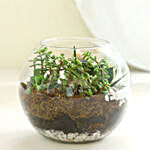 Jade N Milt Sansevieria Plant Glass Vase Terrarium