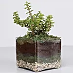 Jade Plant 4" Glass Terrarium