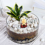 Milt Sansevieria Plant Round Thali Terrarium