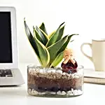 Milt Sansevieria Plant Round Thali Terrarium