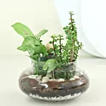 Syngonium N Jade Plant Potpouri Bowl Terrarium