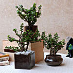 Beautiful Three Jade Plants Sets