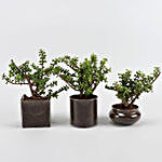 Beautiful Three Jade Plants Sets