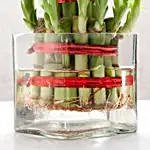 Square Vase 2 Layer Bamboo Plant