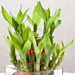 Square Vase 2 Layer Bamboo Plant