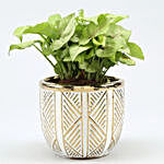 Syngonium Plant In Gold & White Oval Pot