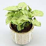 Syngonium Plant In Gold & White Oval Pot