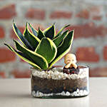 Milt Sansevieria Plant Round Thali Terrarium