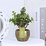 Jade Plant With Gold Tone Metal Pots