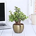 Jade Plant With Gold Tone Metal Pots