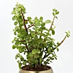 Jade Plant With Gold Tone Metal Pots