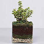 Jade Plant 4 Glass With Terrarium