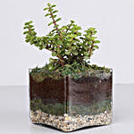 Jade Plant 4 Glass With Terrarium