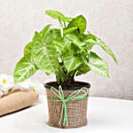 Green Syngonium Plant