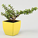 Lively Jade Plant in Yellow Pot