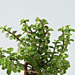 Lively Jade Plant in Yellow Pot