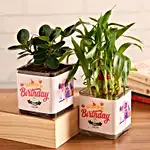 Lucky Bamboo and Ficus Happy Birthday Greetings Set